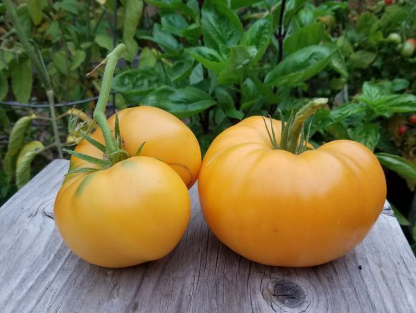 Yellow Brandywine | The Coeur d Alene Coop