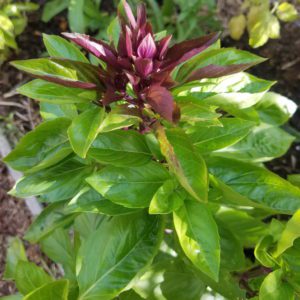 Cardinal Basil | The Coeur d Alene Coop