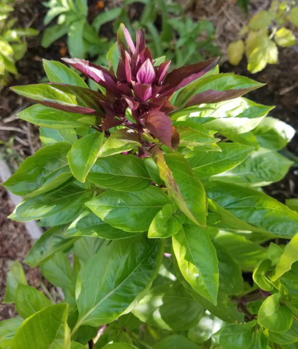 Cardinal Basil | The Coeur d Alene Coop