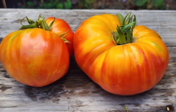 Gold Medal Tomato
