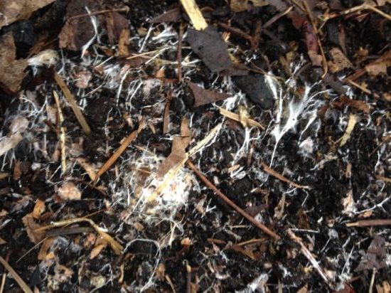 Beneficial mycorrhizal fungi in the compost bin | The Coeur d Alene Coop
