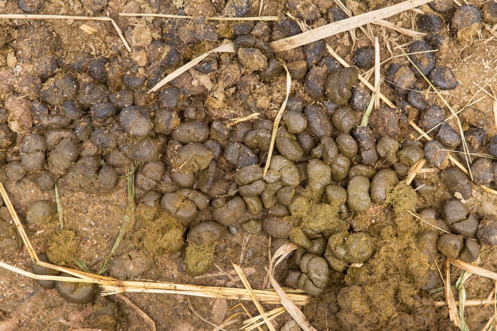 Fresh horse manure | The Coeur d Alene Coop