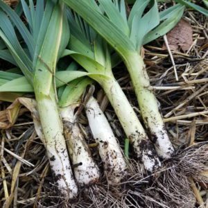 Leeks | The Coeur d Alene Coop