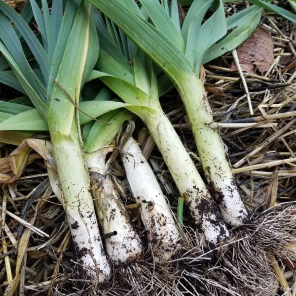 Leeks | The Coeur d Alene Coop