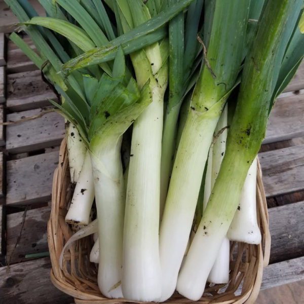 leeks cleaned | The Coeur d Alene Coop
