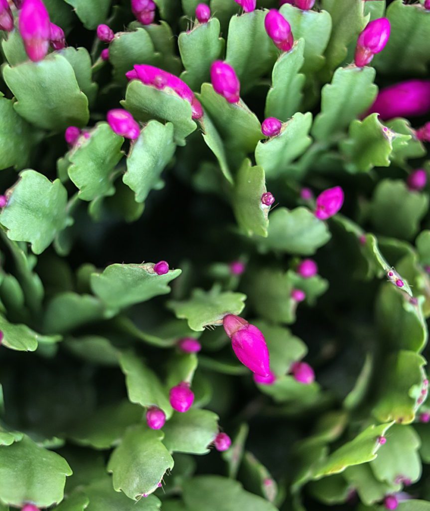 Schlumbergera x buckleyi - Christmas cactus | The Coeur d Alene Coop