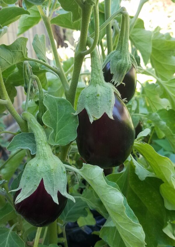Black Beauty Eggplant | The Coeur d Alene Coop