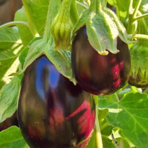 Black Beauty Eggplant | The Coeur d Alene Coop