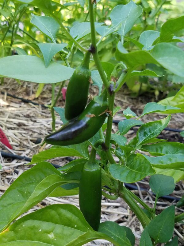 Jalapeno Pepper, Zapotec - Image 2