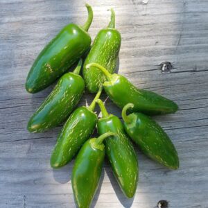 Jalapeno Pepper, Early