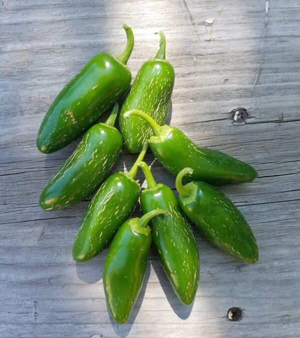 Jalapeno Pepper, Zapotec