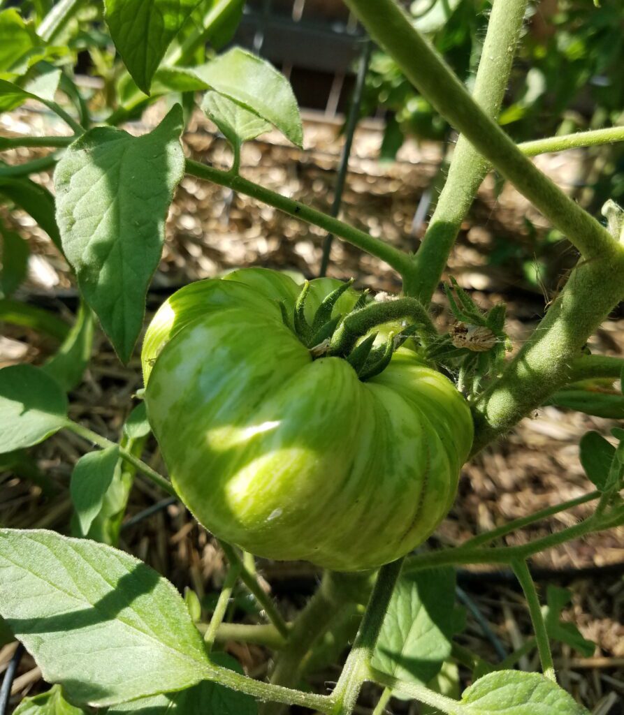 Tomato shaded by leaves | The Coeur d Alene Coop