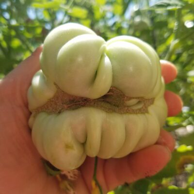 Podcast #11: How to Grow Tomatoes, Part 2