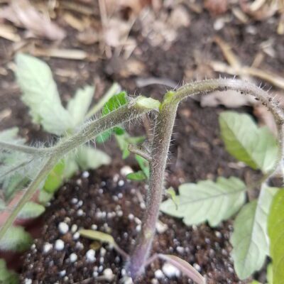 How to Repair a Broken Tomato Plant Stem