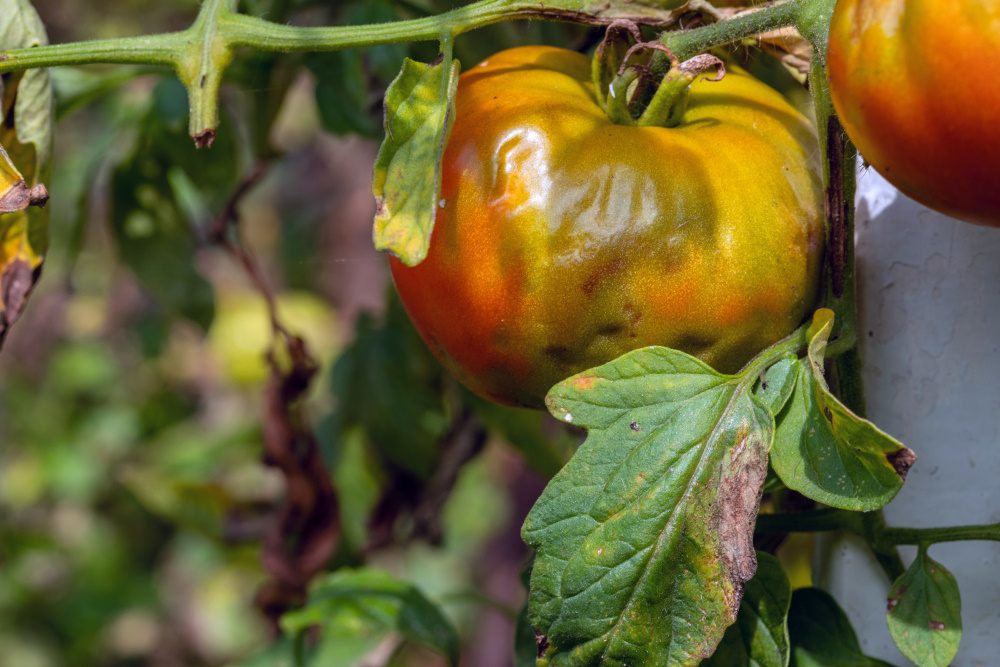 Late Blight on Tomato Fruit and Leaves | The Coeur d Alene Coop