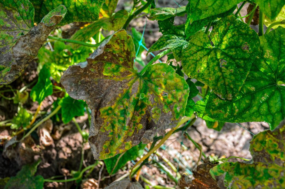 Mosaic Virus Cucumber