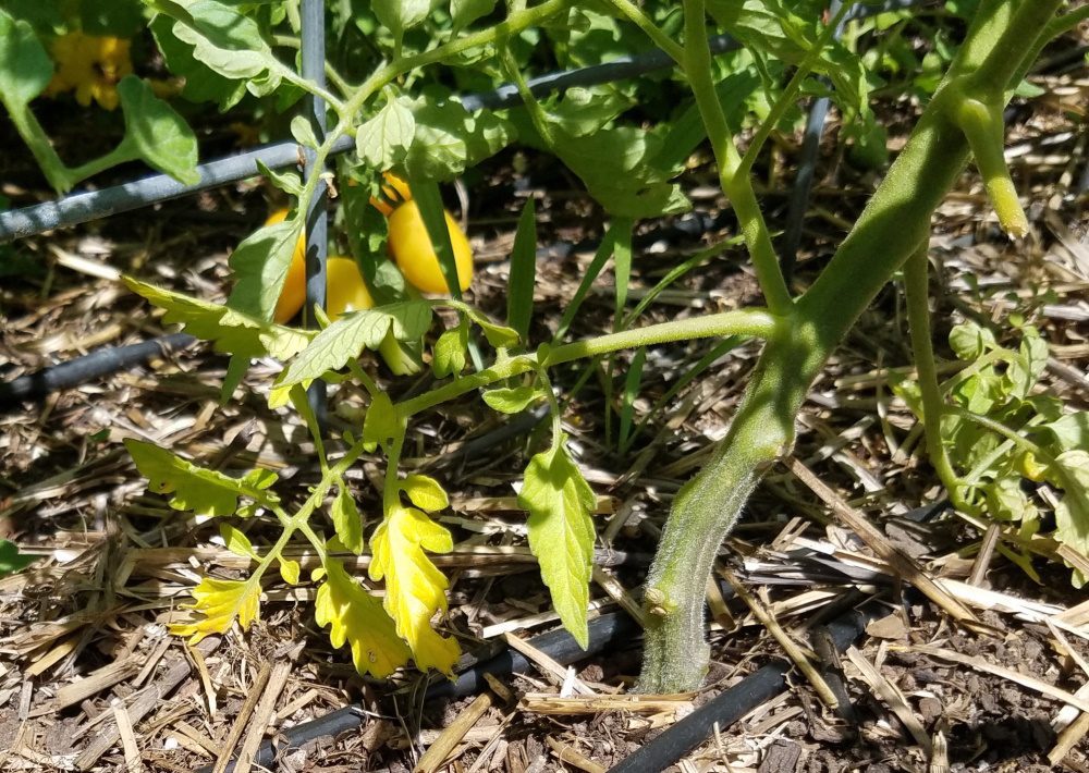 Early blight in tomatoes