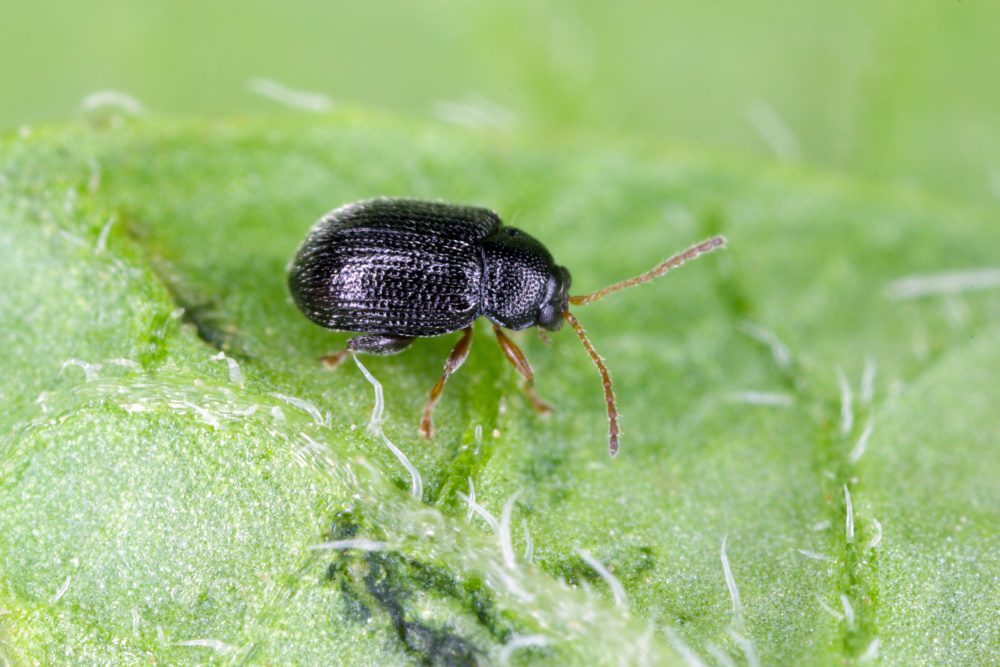 Flea Beetle | The Coeur d Alene Coop