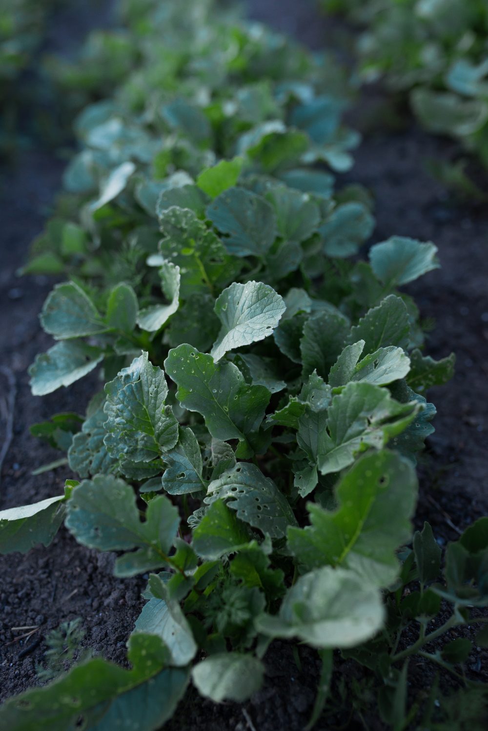 Flea Beetle damage on radish leaves | The Coeur d Alene Coop