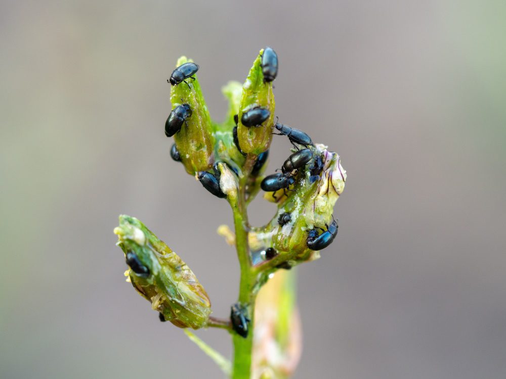 Flea Beetle Infestation | The Coeur d Alene Coop