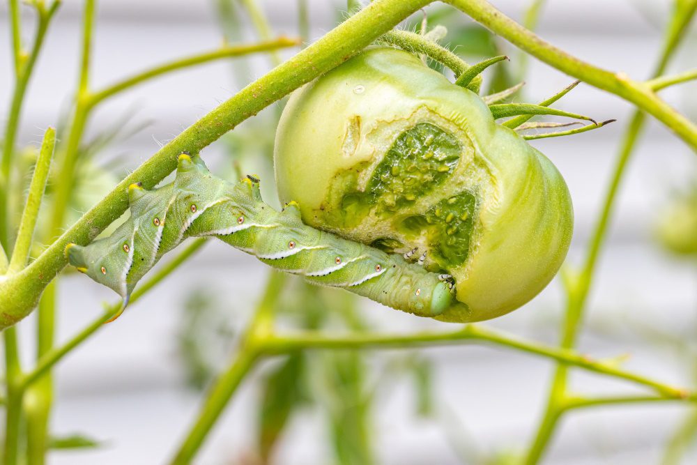 Hornworm eating tomato | The Coeur d Alene Coop