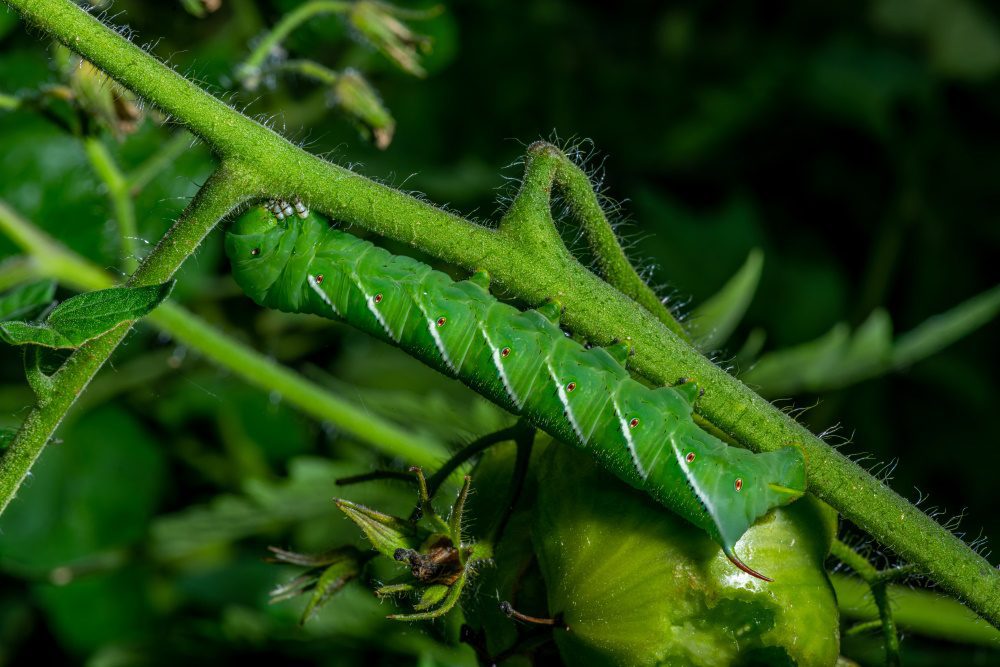 Hornworm on tomato | The Coeur d Alene Coop