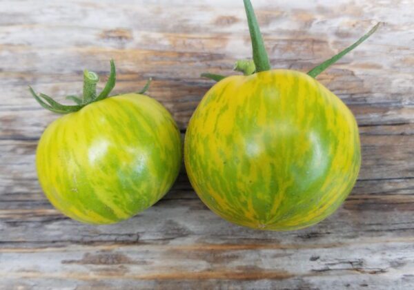 Green Zebra Tomato