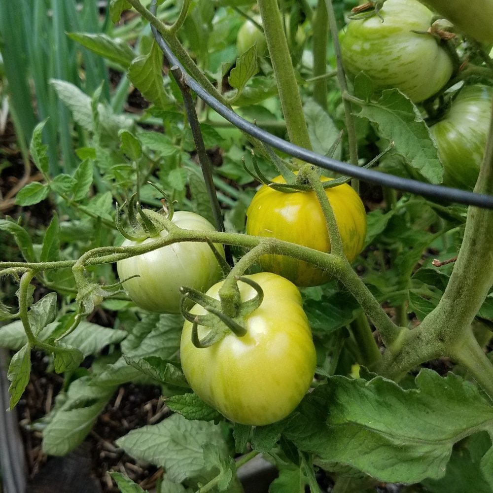 Green Zebra tomatoes ripening on the vine.