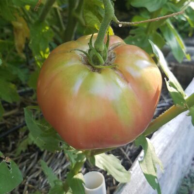 13: How to Ripen and Harvest Vegetables from Your Garden