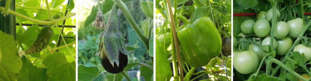 immature vegetables | The Coeur d'Alene Coop