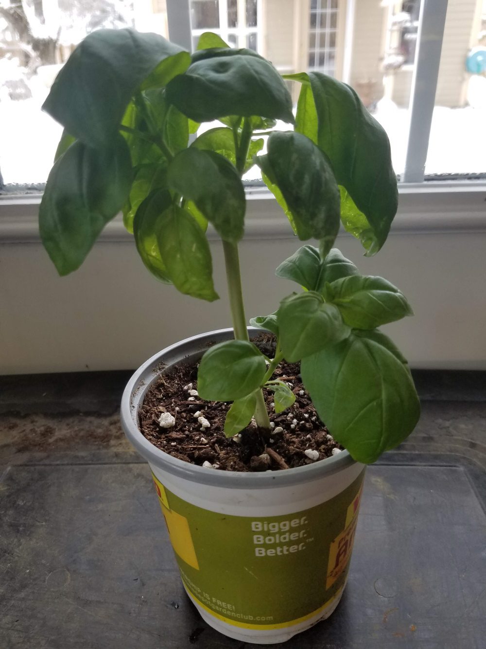 basil grown from a living basil stem | The Coeur d Aene Coop