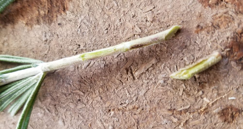 Rosemary stem cut on the diagonal | The Coeur d Alene Coop