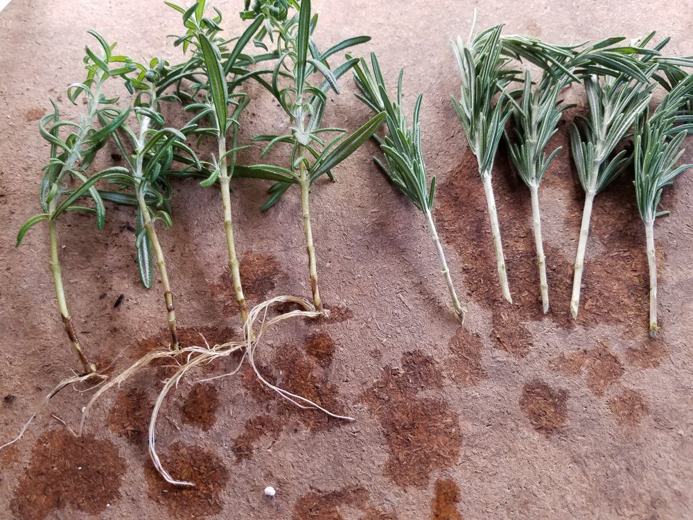 Rosemary stems with roots | The Coeur d Alene Coop