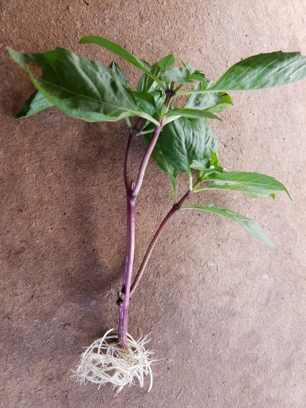 Thai basil roots | The Coeur d Alene Coop