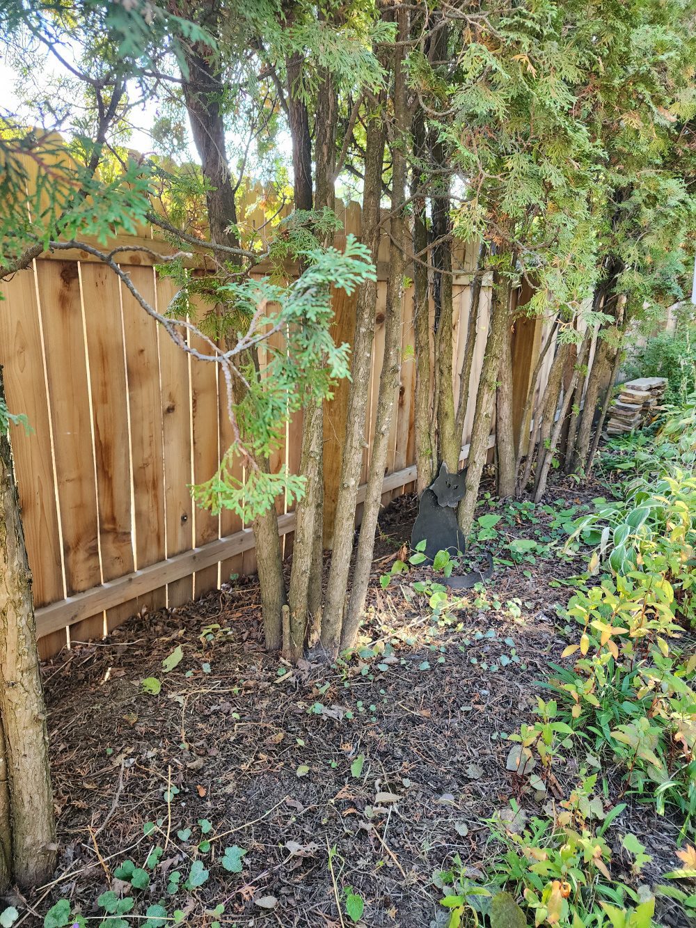 Rewild a section of your yard for beneficial insects | The Coeur d Alene Coop