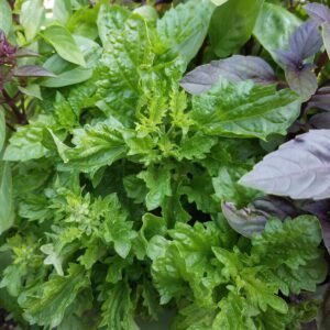 basil - spicy saber leaf | The Coeur d Alene Coop