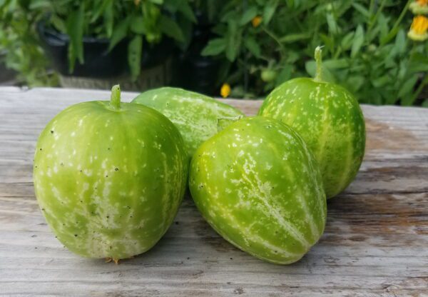 green apple cucumber | The Coeur d Alene Coop