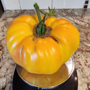 Dr. Wyche’s Yellow Tomato