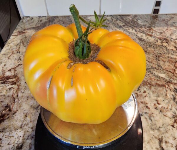 Dr. Wyche’s Yellow Tomato