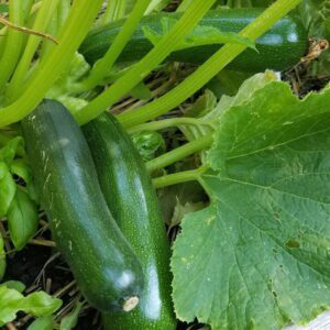 black beauty zucchini | The Coeur d Alene Coop