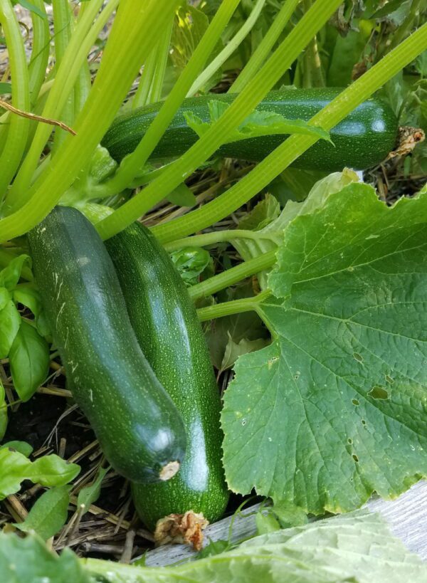 black beauty zucchini | The Coeur d Alene Coop