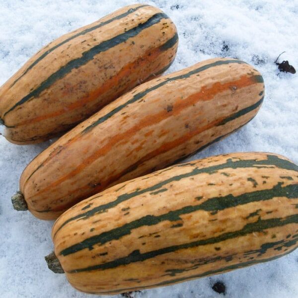Honey Boat Delicata Squash | The Coeur d Alene Coop