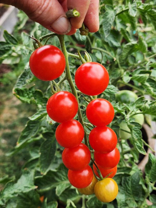 sweetie tomato cluster on the vine ripe