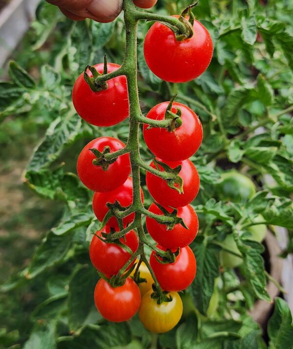 Sweetie Cherry tomato cluster on the vine ripe