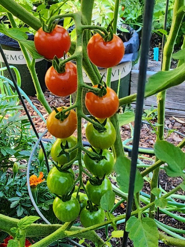 Sweetie cherry tomato cluster on the vine.