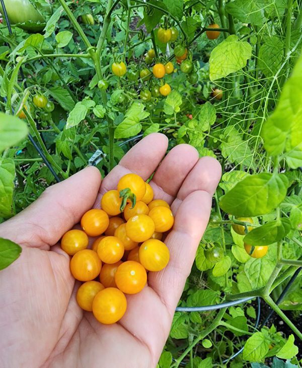 gold rush currant tomato