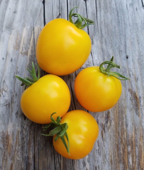 Taxi Tomato | The Coeur d Alene Coop