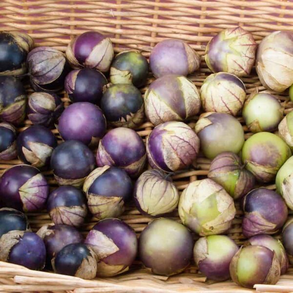 tomatillo purple keeper | The Coeur d Alene Coop