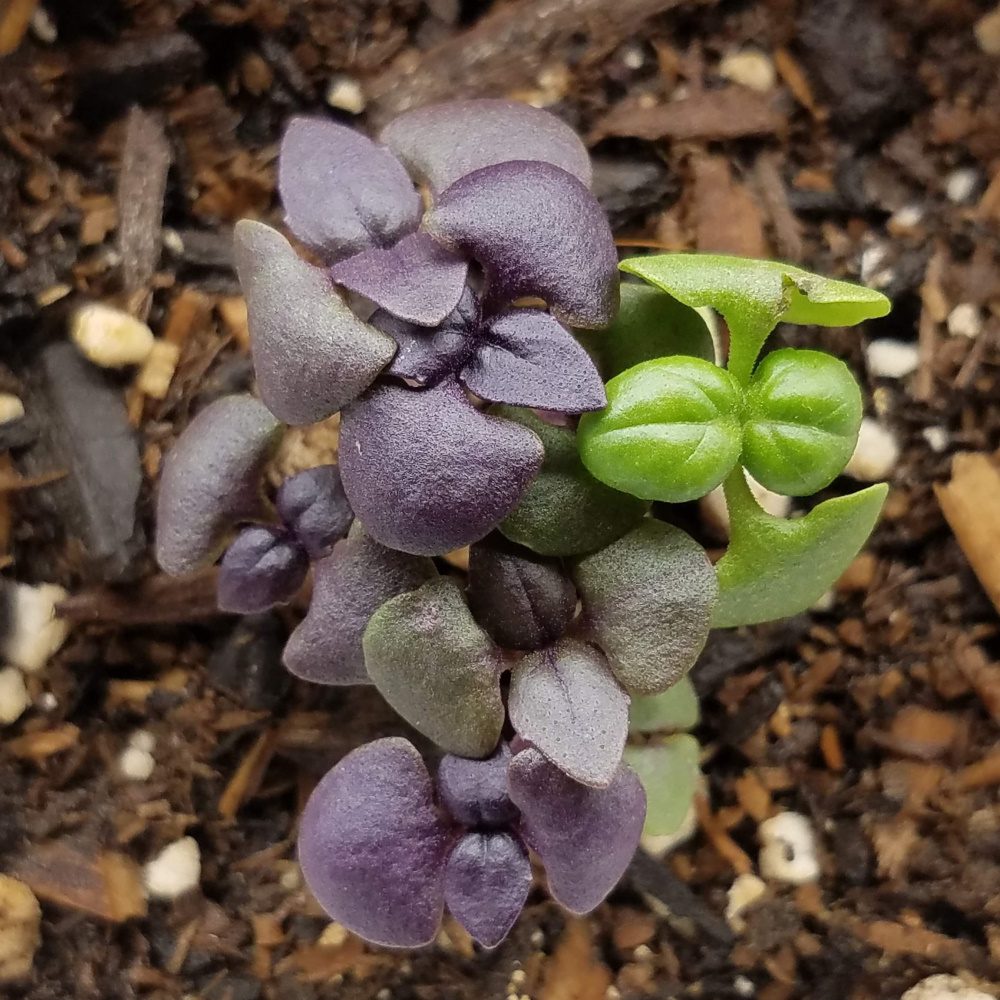 baby basil