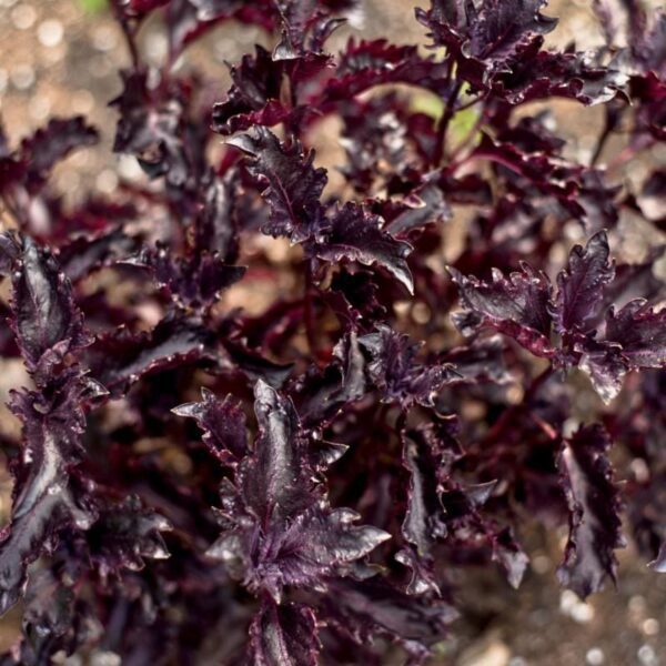 Basil - Purple Ruffles